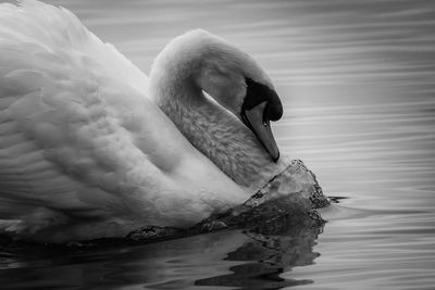Close-up of swan swimming in lake