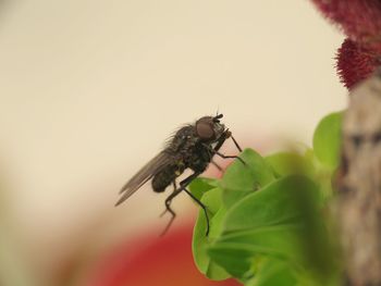 Close-up of insect on leaf