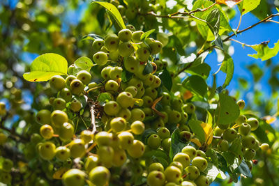 Close-up of berries growing on tree