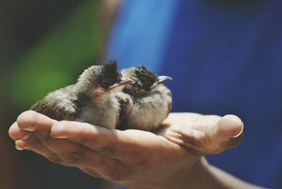 Close-up of man holding bird