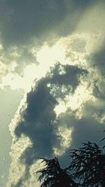 Low angle view of trees against sky