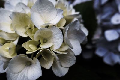 Close-up of white flowers blooming outdoors