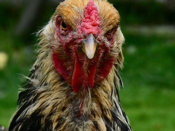 Close-up of a rooster