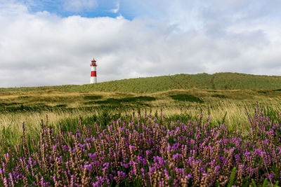 Scenic view of flowering field against sky