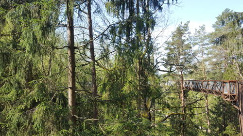Trees in forest against sky
