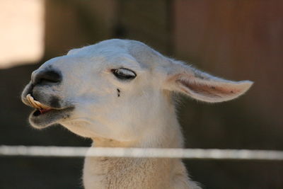 Close-up of sheep