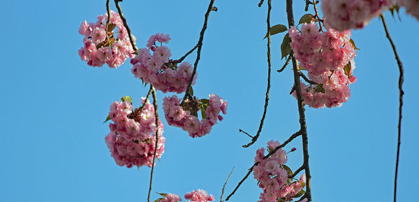 Low angle view of cherry blossoms against sky