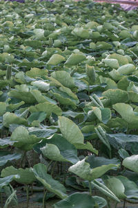 High angle view of vegetables