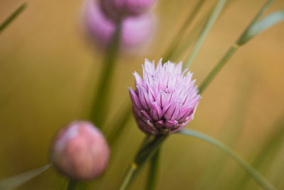 Close-up of purple flowering plant