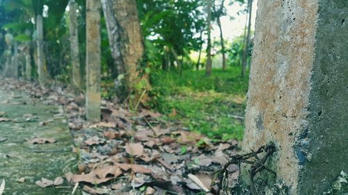 Close-up of trees growing in forest