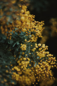 Close-up of yellow flowering plant on field