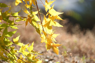 Close-up of maple leaves