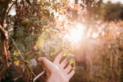 Cropped hand of woman holding plant