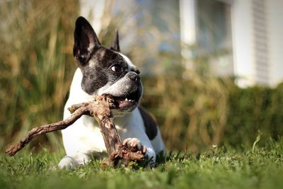 Close-up of dog with wood in mouth