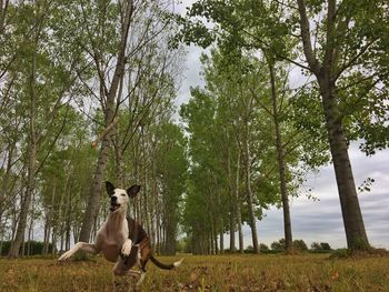 Dog on field against trees