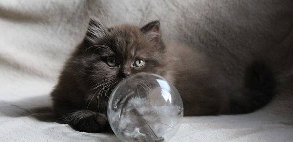 Portrait of british longhair kitten lying by crystal ball on bed at home