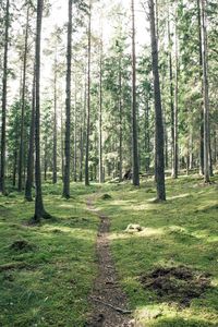 Trees in forest