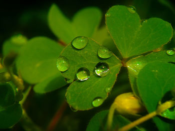 Close-up of raindrops on leaves