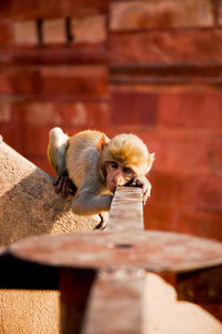 Small dog sitting on wood