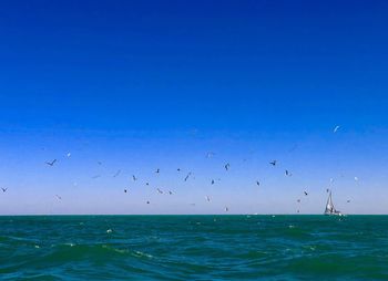 Explorers. birds flying over sea against blue sky