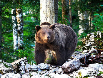 Close-up of a bear