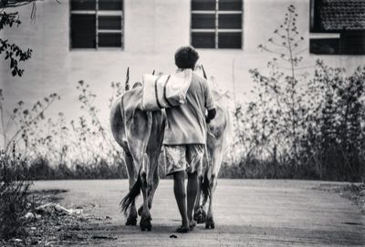 Rear view of person with cows