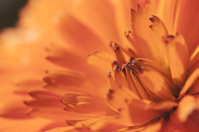 Close-up of flower