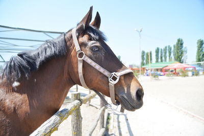 Horse in ranch against sky