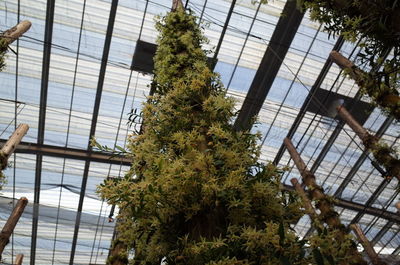 Low angle view of trees against sky