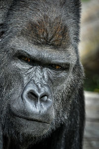 Close-up portrait of face at zoo