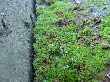 Close-up of grass