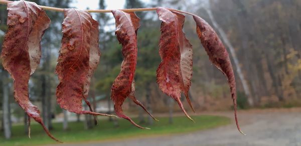 Close-up of fruits hanging on metal