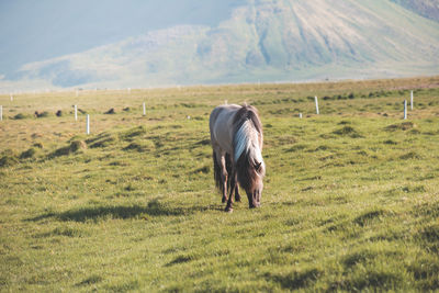 Horse grazing on field