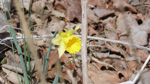 Close-up of yellow flowers