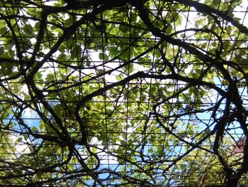 Low angle view of trees