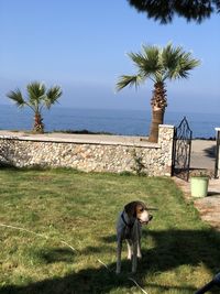 Dog looking away while standing on palm tree