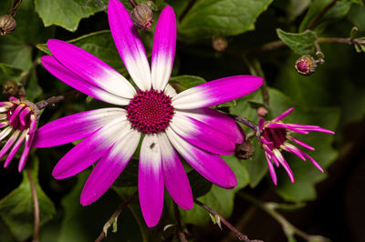 Close-up of pink flower