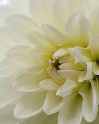 Close-up of white flower