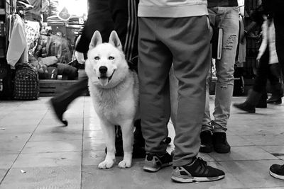 Low section of man with dog standing in city