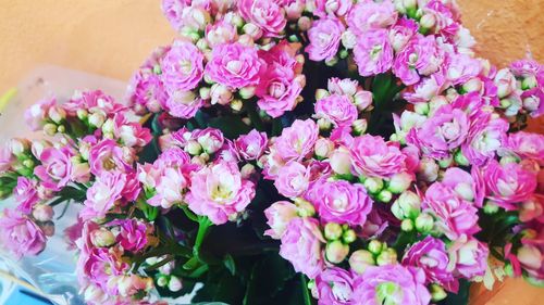 Close-up of pink flowers