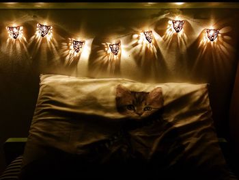 Cat relaxing on sofa