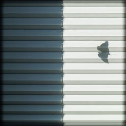 Shadow of butterfly on window blinds