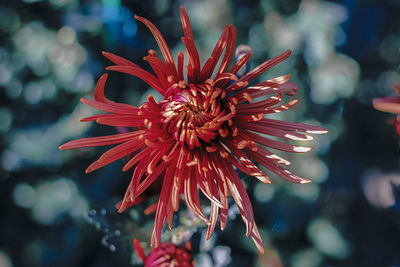 Close-up of red flower