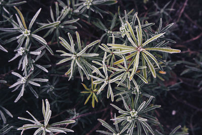 High angle view of flowering plant