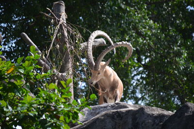 Big horned ram on boulder