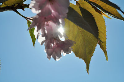 Low angle view of flower tree