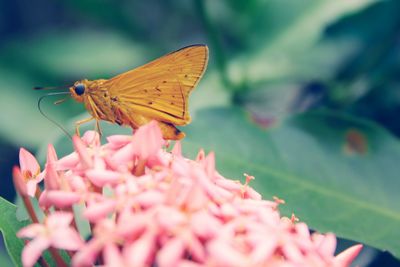 Close-up of butterfly pollinating on pink flower