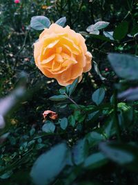 Close-up of orange flower