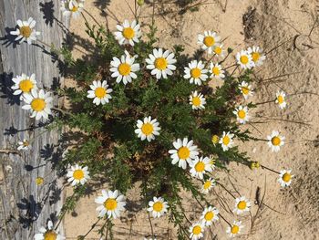 High angle view of daisy flowers