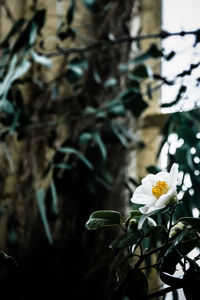 Close-up of flowers